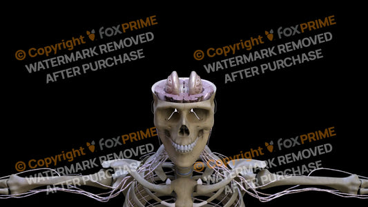 Nervous System Brain Stem 5 Still Shot