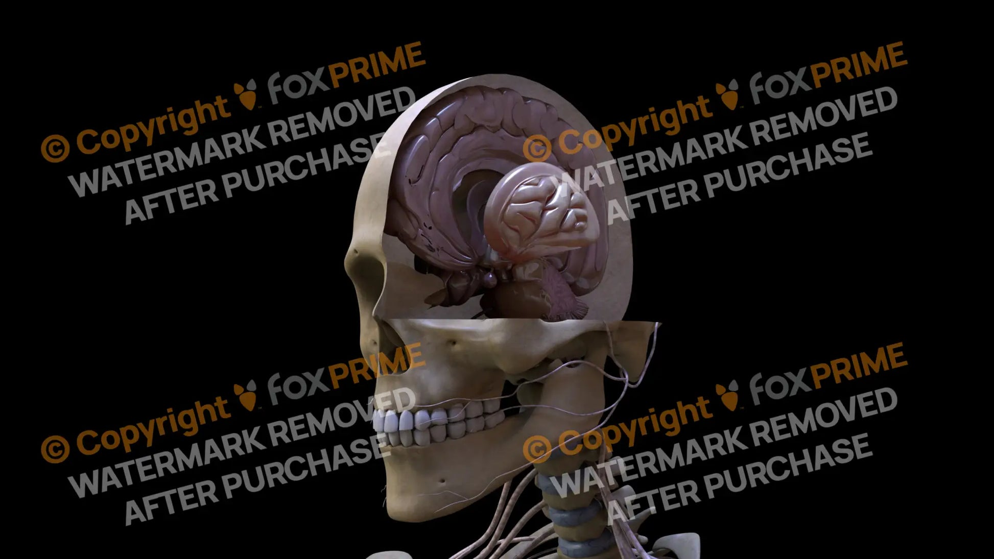 Nervous System Brain_Stem Left Still Shot