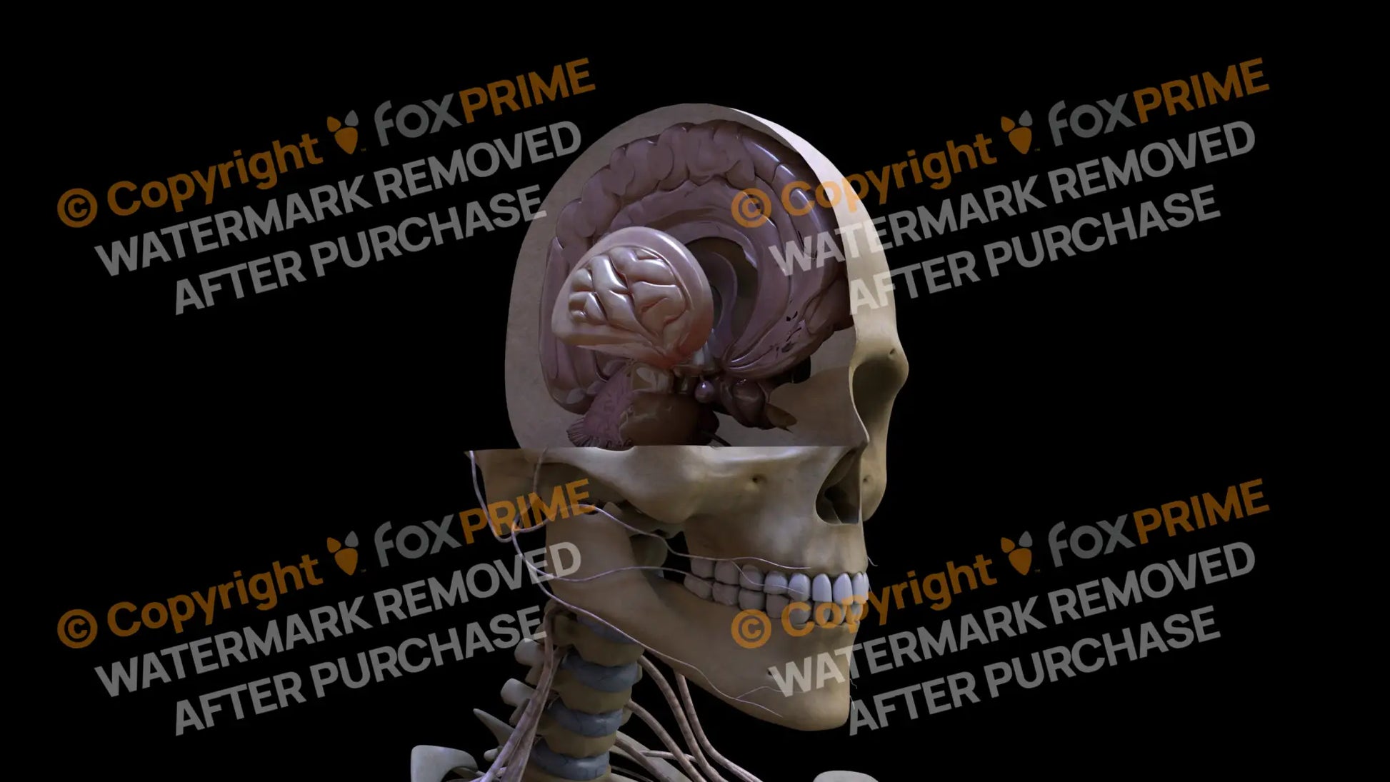 Nervous System Brain Stem Right 2 Still Shot