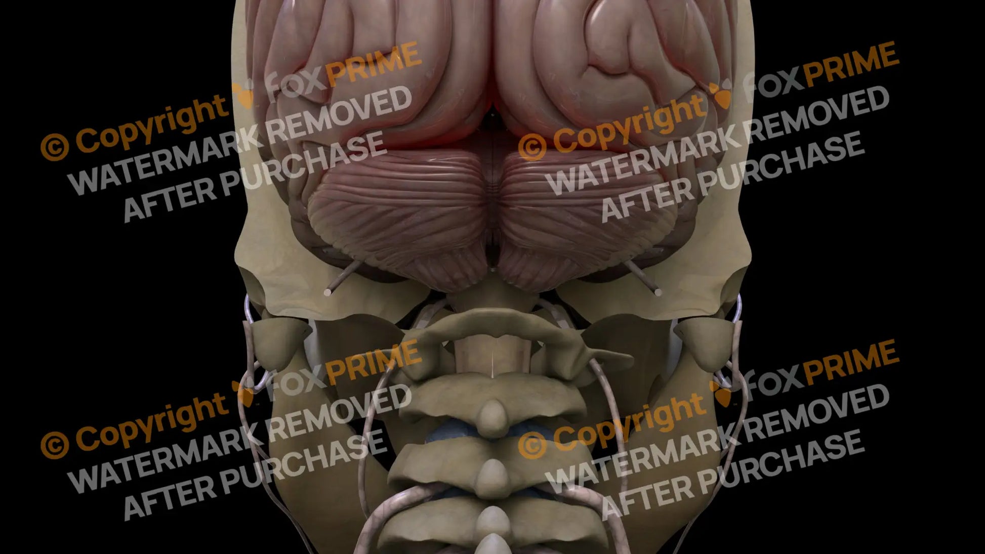 Nervous System Cerebellum 4 Still Shot
