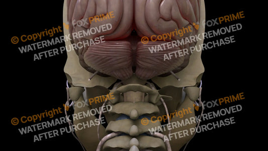 Nervous System Cerebellum 4 Still Shot
