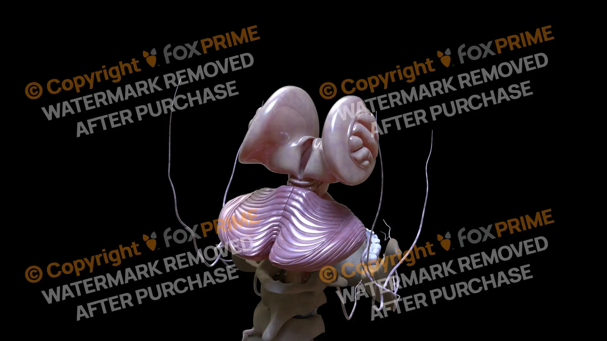 Nervous System Cerebellum Right 3 Still Shot