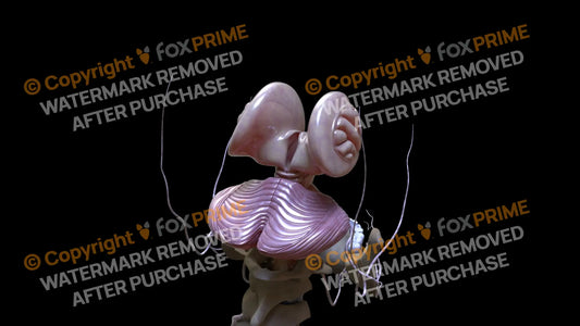 Nervous System Cerebellum Right 3 Still Shot