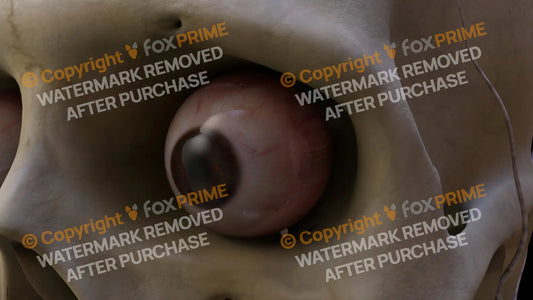 Nervous System Eye Left 3 Still Shot
