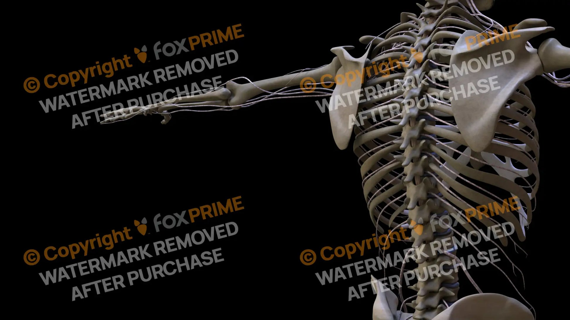 Nervous System Intercostal Nerve Left 2 Still Shot