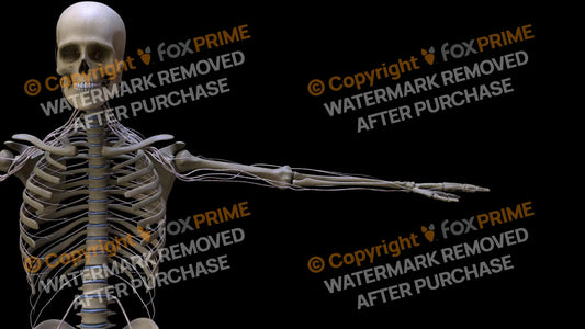 Nervous System Intercostal Nerve Left 4 Still Shot