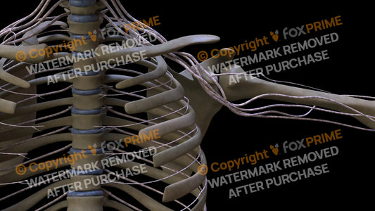 Nervous System Intercostal Nerve Left 6 Still Shot