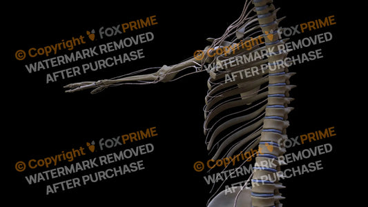 Nervous System Intercostal Nerve Right 2 Still Shot