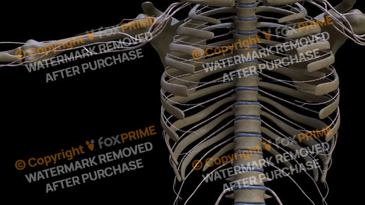 Nervous System Intercostal Nerve Right 6 Still Shot