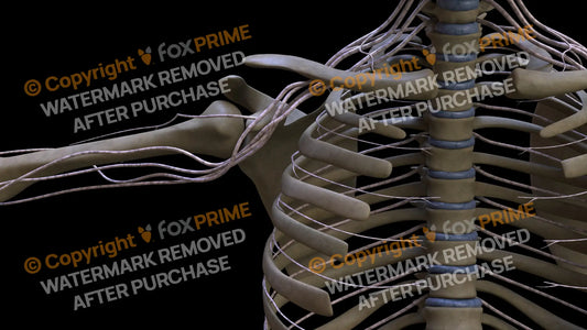 Nervous System Intercostal Nerve Right 7 Still Shot