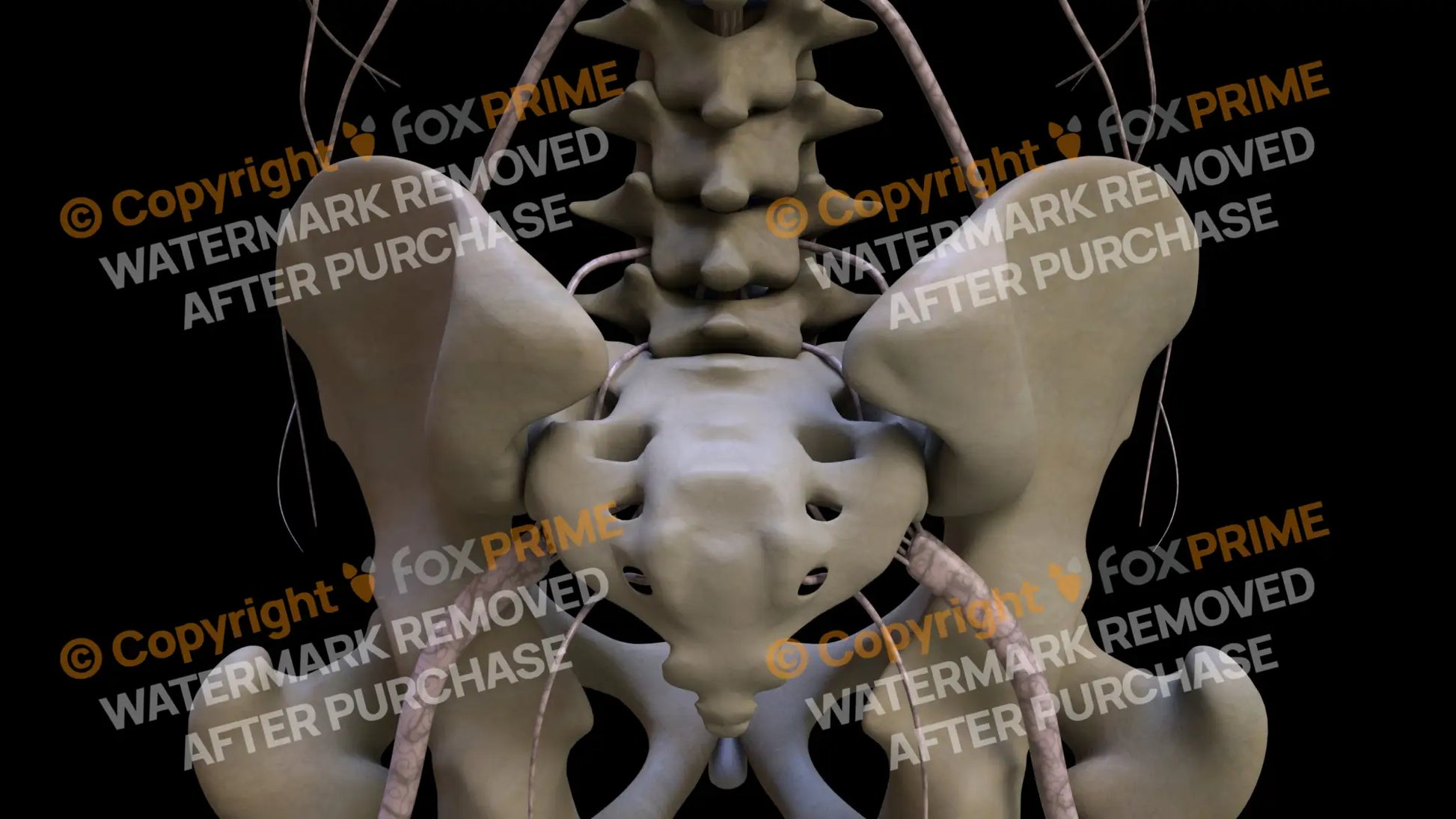 Nervous System Nerves Lumbosacral Plexus 1 Still Shot