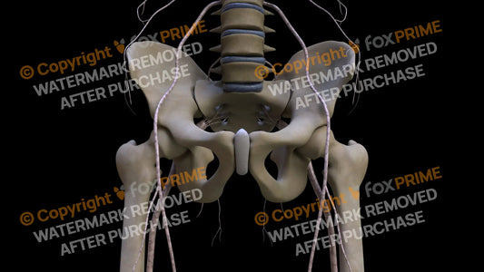 Nervous System Nerves Lumbosacral Plexus 10 Still Shot