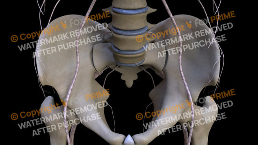 Nervous System Nerves Lumbosacral Plexus 11 Still Shot