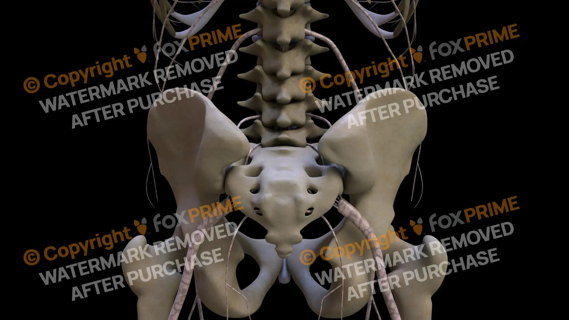Nervous System Nerves Lumbosacral Plexus 17 Still Shot