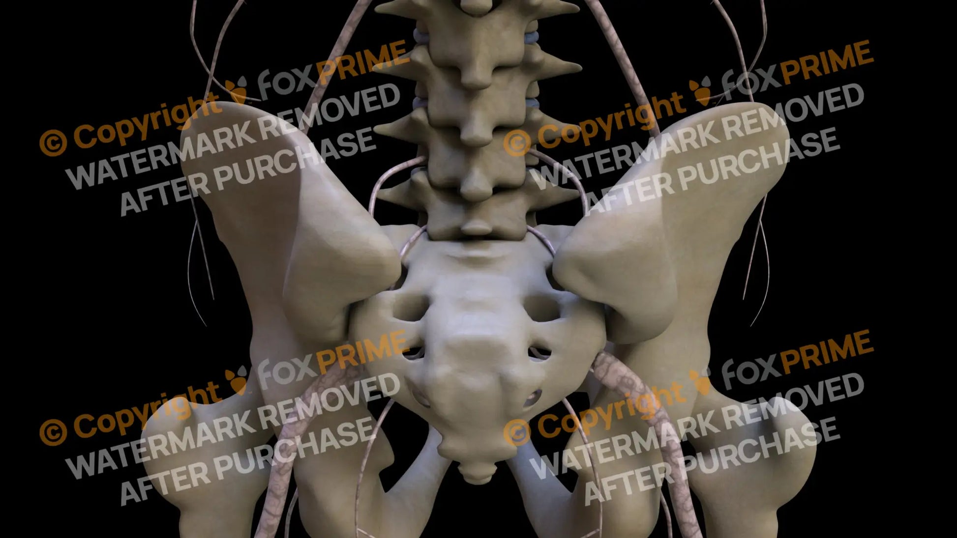Nervous System Nerves Lumbosacral Plexus 2 Still Shot