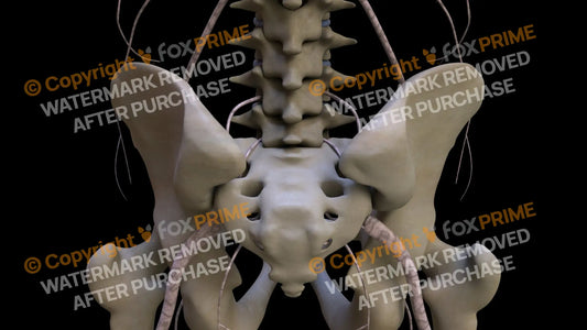 Nervous System Nerves Lumbosacral Plexus 2 Still Shot