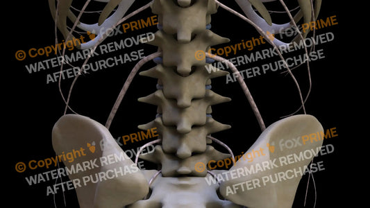 Nervous System Nerves Lumbosacral Plexus 30 Still Shot