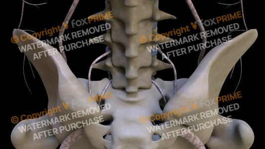 Nervous System Nerves Lumbosacral Plexus 34 Still Shot
