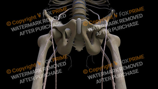 Nervous System Nerves Lumbosacral Plexus 37 Still Shot