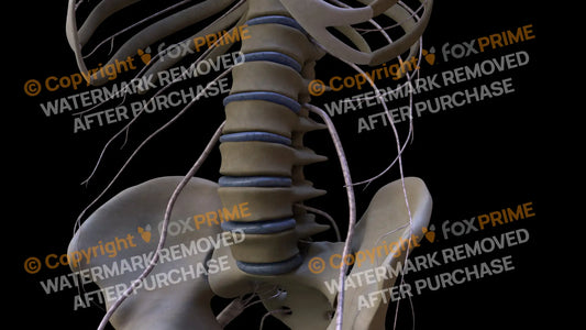 Nervous System Nerves Lumbosacral Plexus Left 13 Still Shot