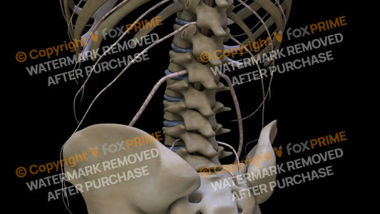 Nervous System Nerves Lumbosacral Plexus Left 14 Still Shot