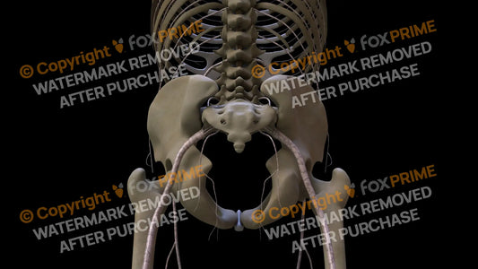 Nervous System Nerves Lumbosacral Plexus Left 15 Still Shot