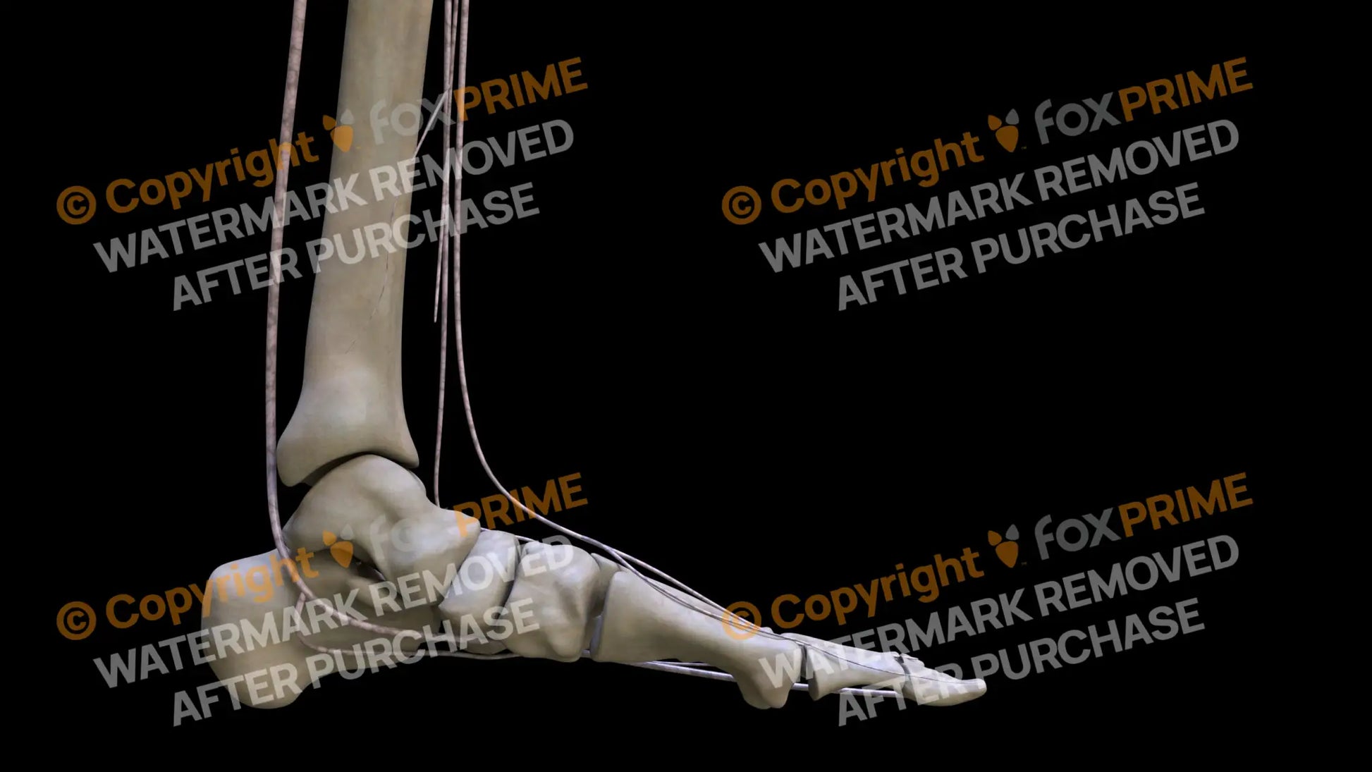 Nervous System Nerves Lumbosacral Plexus Left 18 Still Shot
