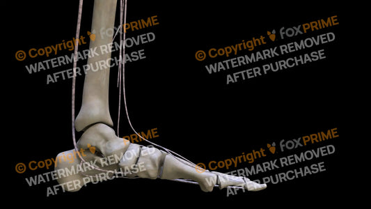 Nervous System Nerves Lumbosacral Plexus Left 18 Still Shot