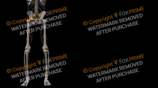 Nervous System Nerves Lumbosacral Plexus Left 21 Still Shot
