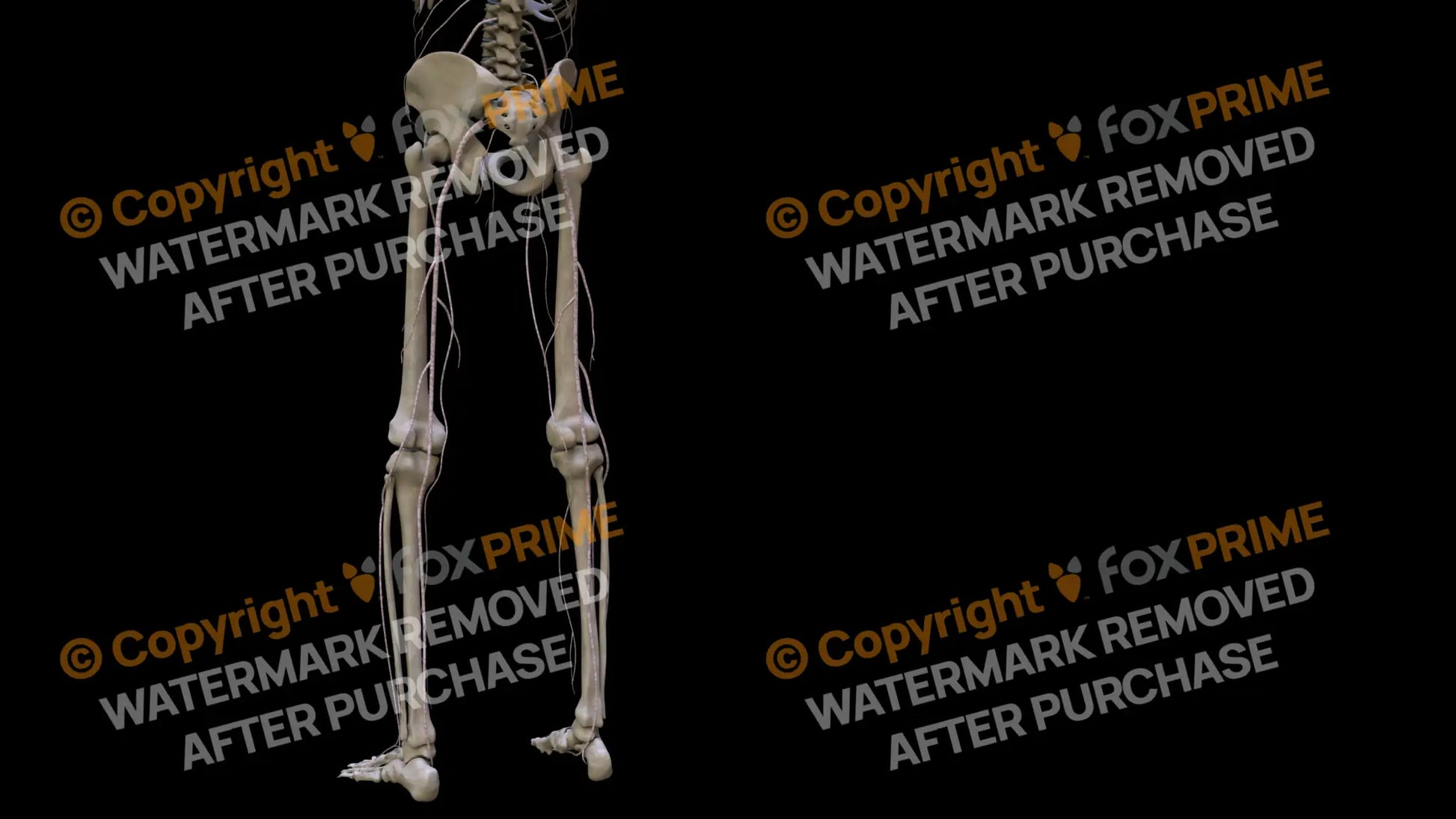 Nervous System Nerves Lumbosacral Plexus Left 24 Still Shot
