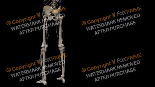Nervous System Nerves Lumbosacral Plexus Left 24 Still Shot