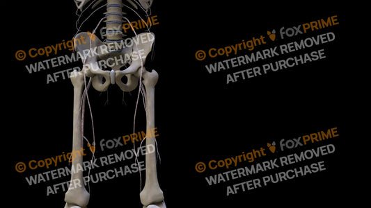 Nervous System Nerves Lumbosacral Plexus Left 25 Still Shot