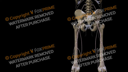 Nervous System Nerves Lumbosacral Plexus Left 26 Still Shot