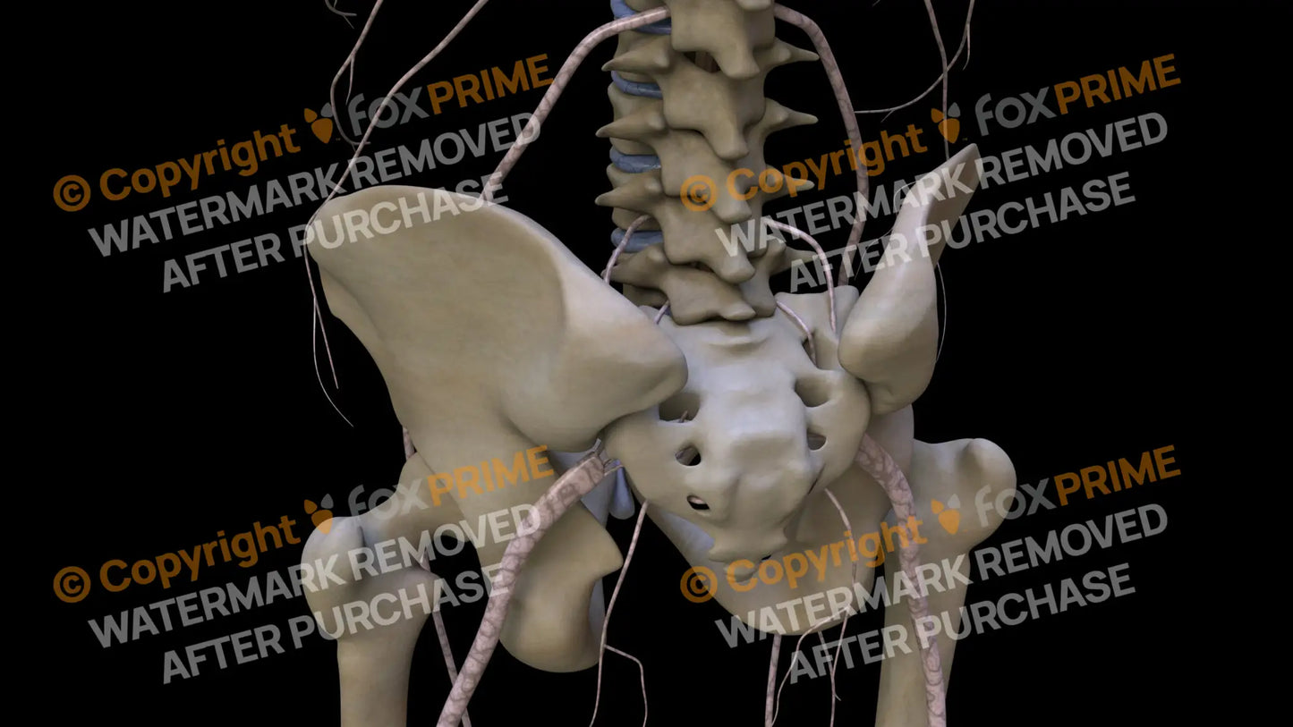 Nervous System Nerves Lumbosacral Plexus Left 3 Still Shot