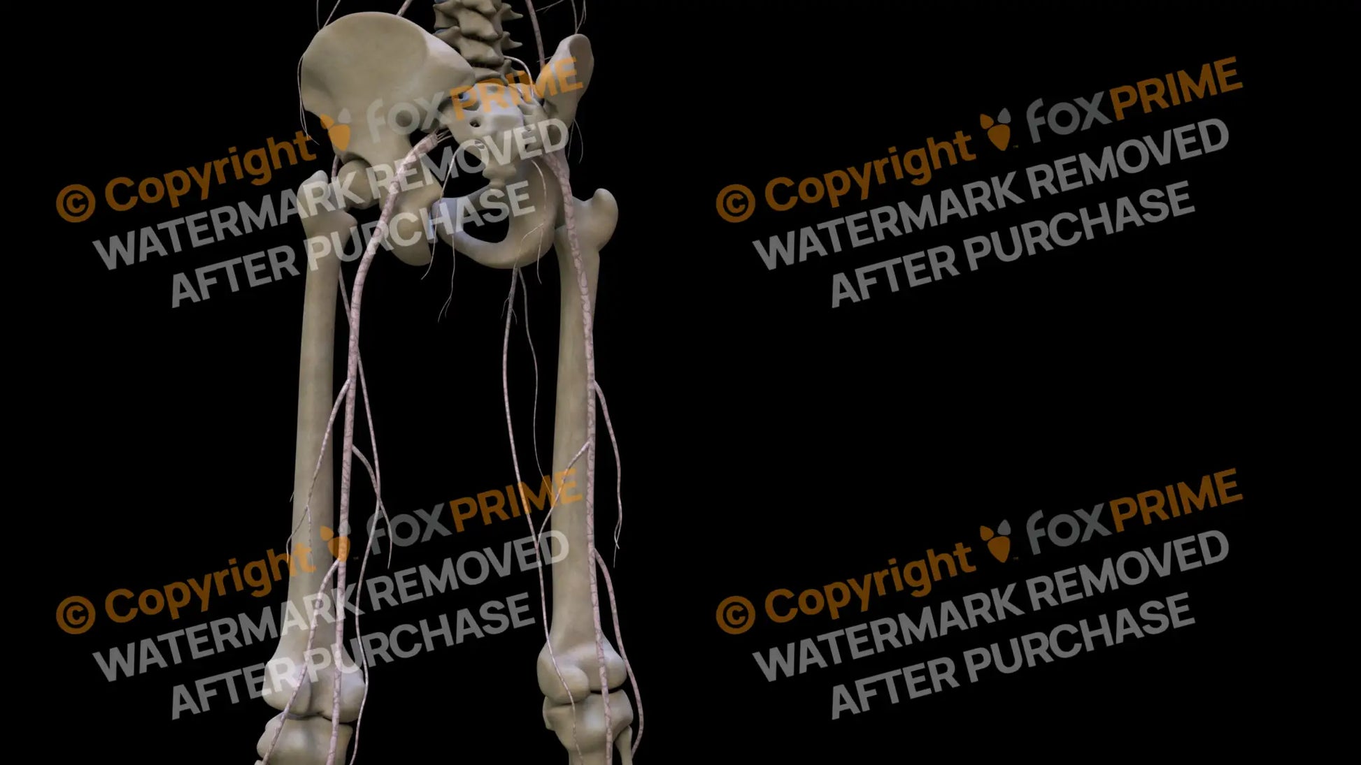 Nervous System Nerves Lumbosacral Plexus Left 4 Still Shot