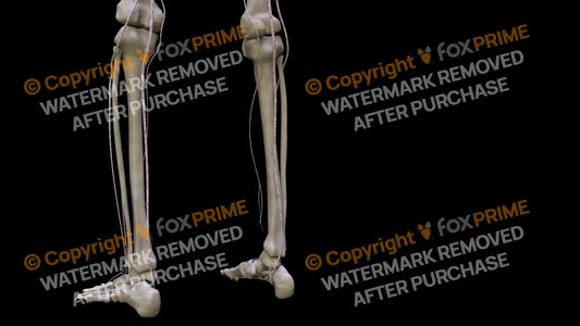 Nervous System Nerves Lumbosacral Plexus Left 6 Still Shot