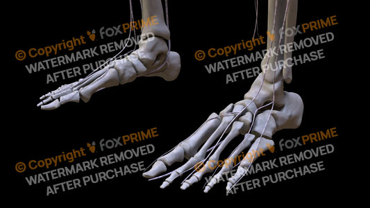 Nervous System Nerves Lumbosacral Plexus Left 7 Still Shot
