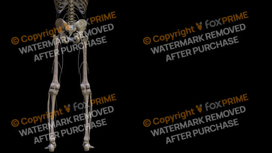Nervous System Nerves Lumbosacral Plexus Right 15 Still Shot