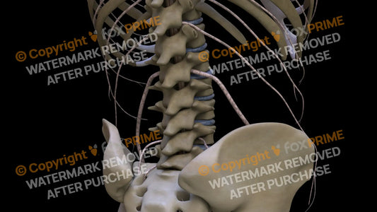 Nervous System Nerves Lumbosacral Plexus Right 17 Still Shot