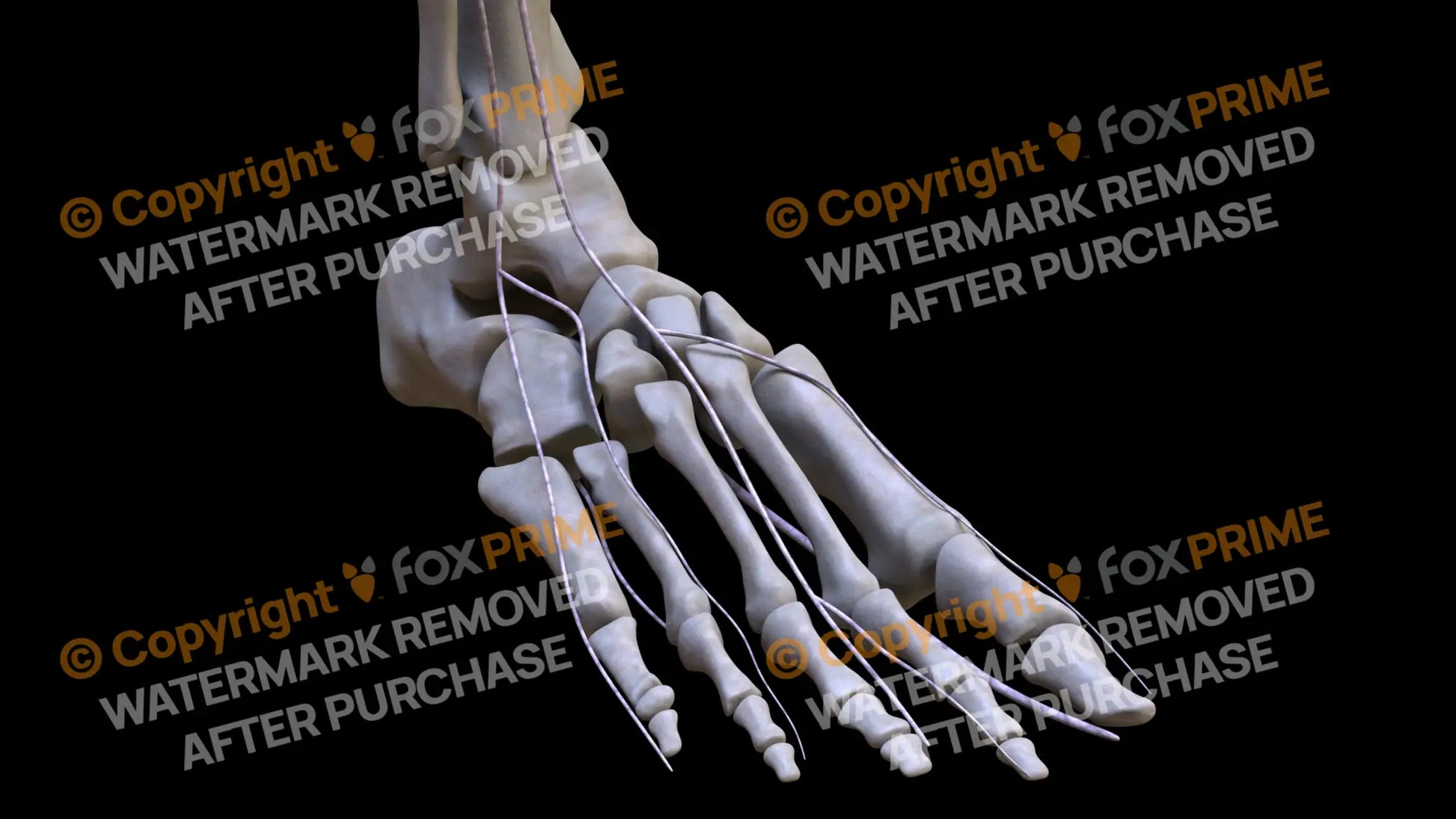 Nervous System Nerves Lumbosacral Plexus Right 20 Still Shot