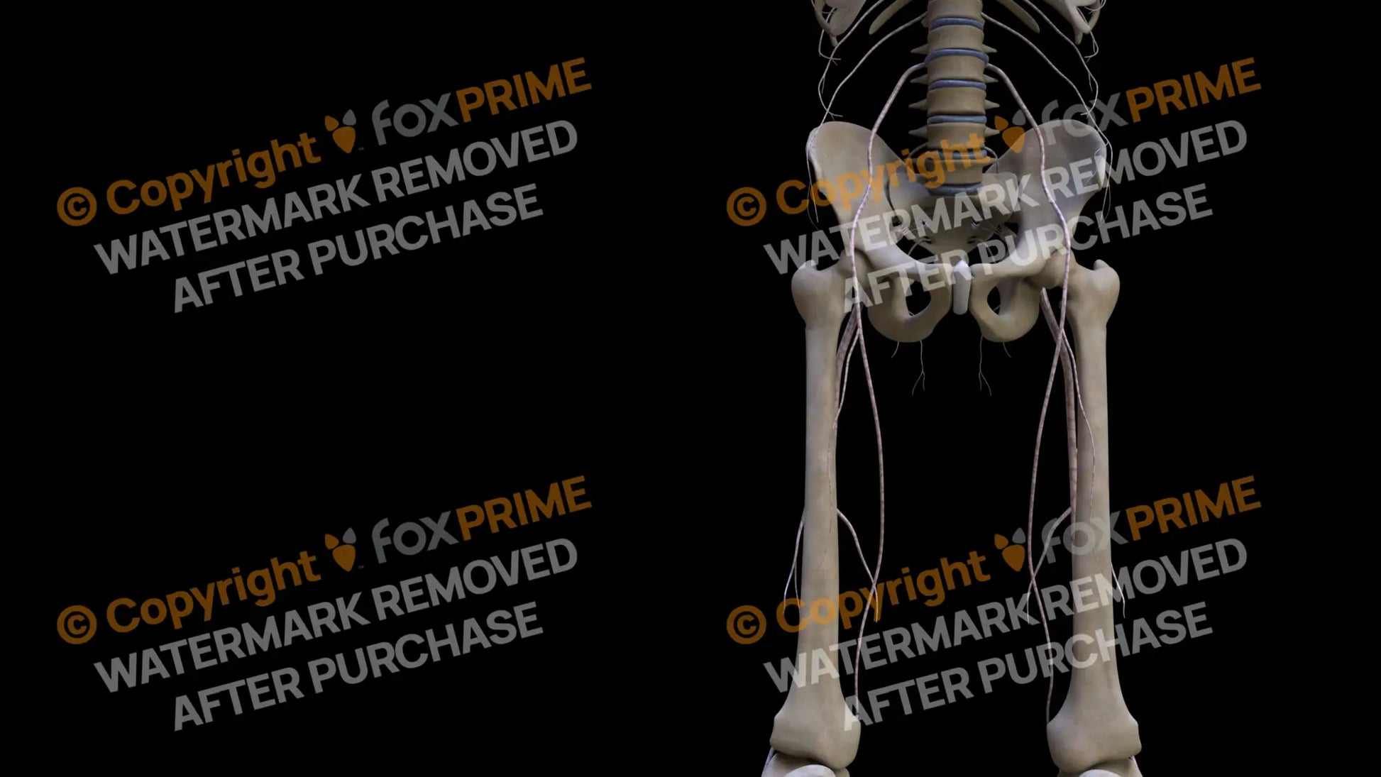 Nervous System Nerves Lumbosacral Plexus Right 25 Still Shot