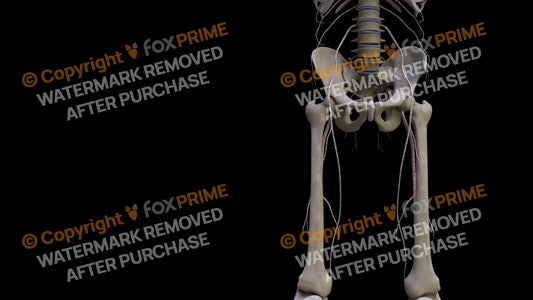 Nervous System Nerves Lumbosacral Plexus Right 25 Still Shot