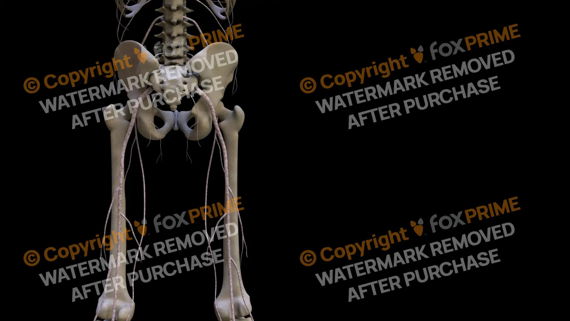 Nervous System Nerves Lumbosacral Plexus Right 26 Still Shot