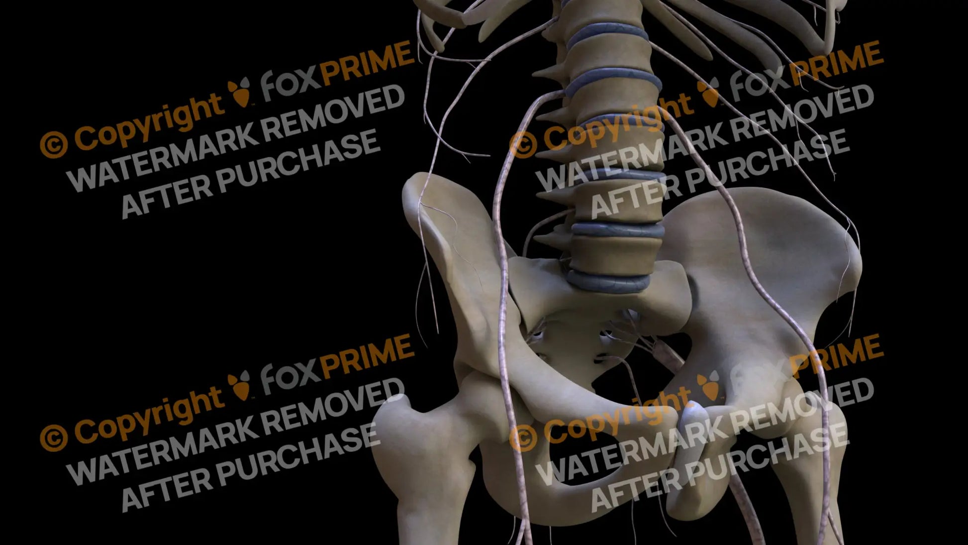 Nervous System Nerves Lumbosacral Plexus Right 3 Still Shot