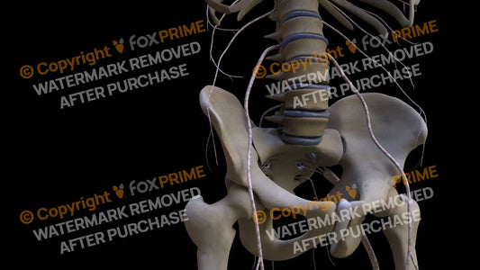 Nervous System Nerves Lumbosacral Plexus Right 3 Still Shot