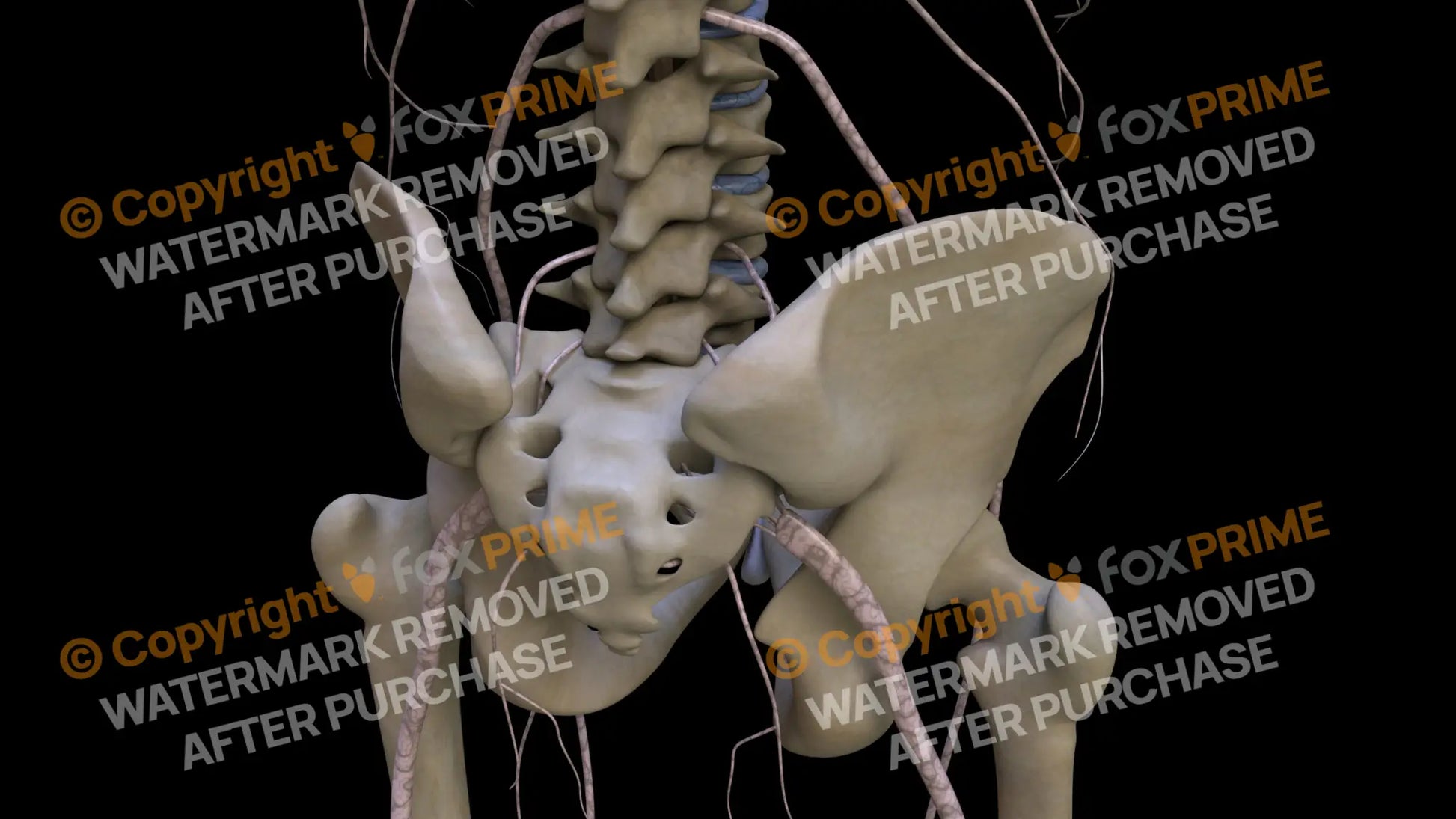 Nervous System Nerves Lumbosacral Plexus Right 4 Still Shot
