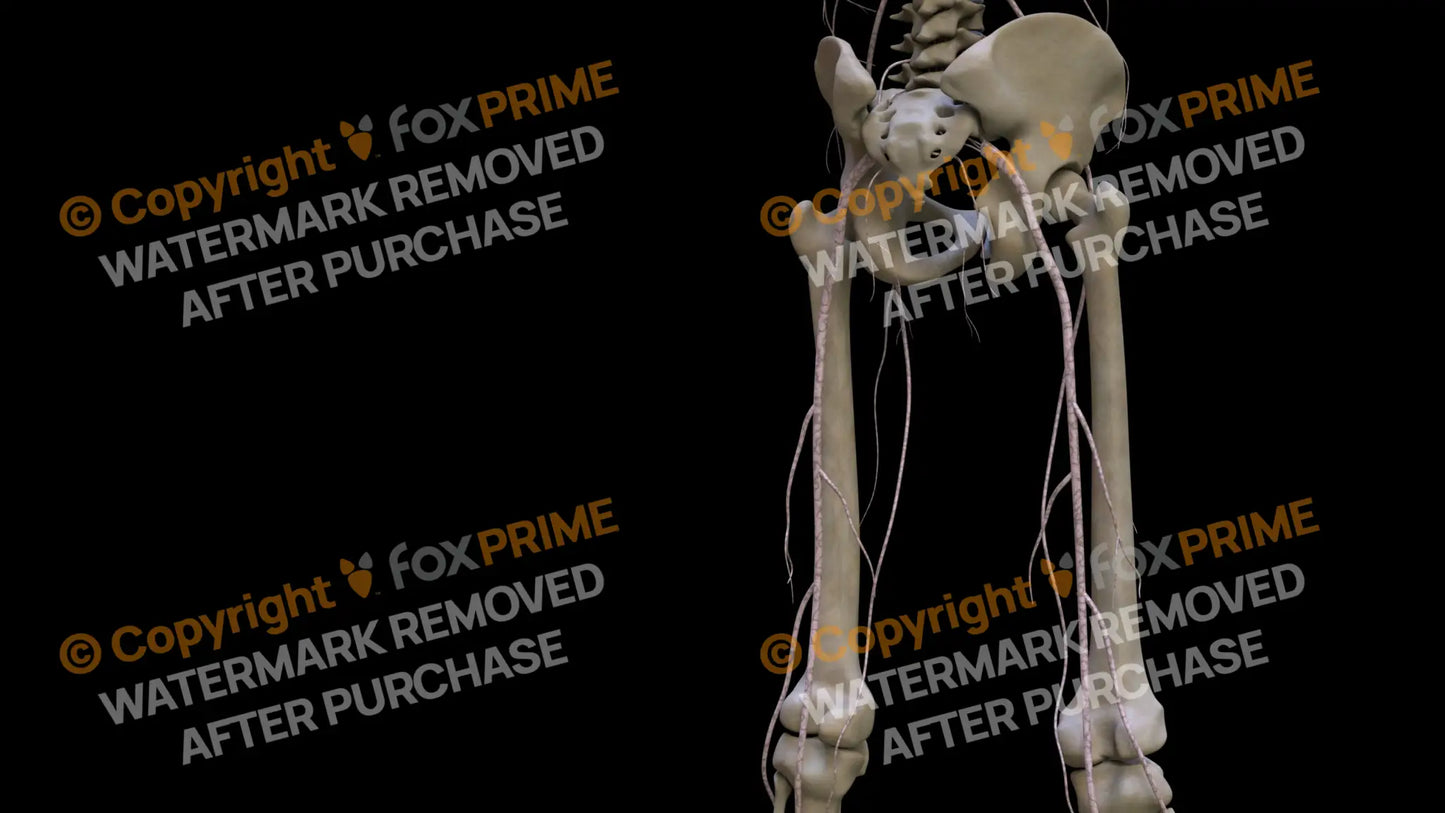 Nervous System Nerves Lumbosacral Plexus Right 5 Still Shot