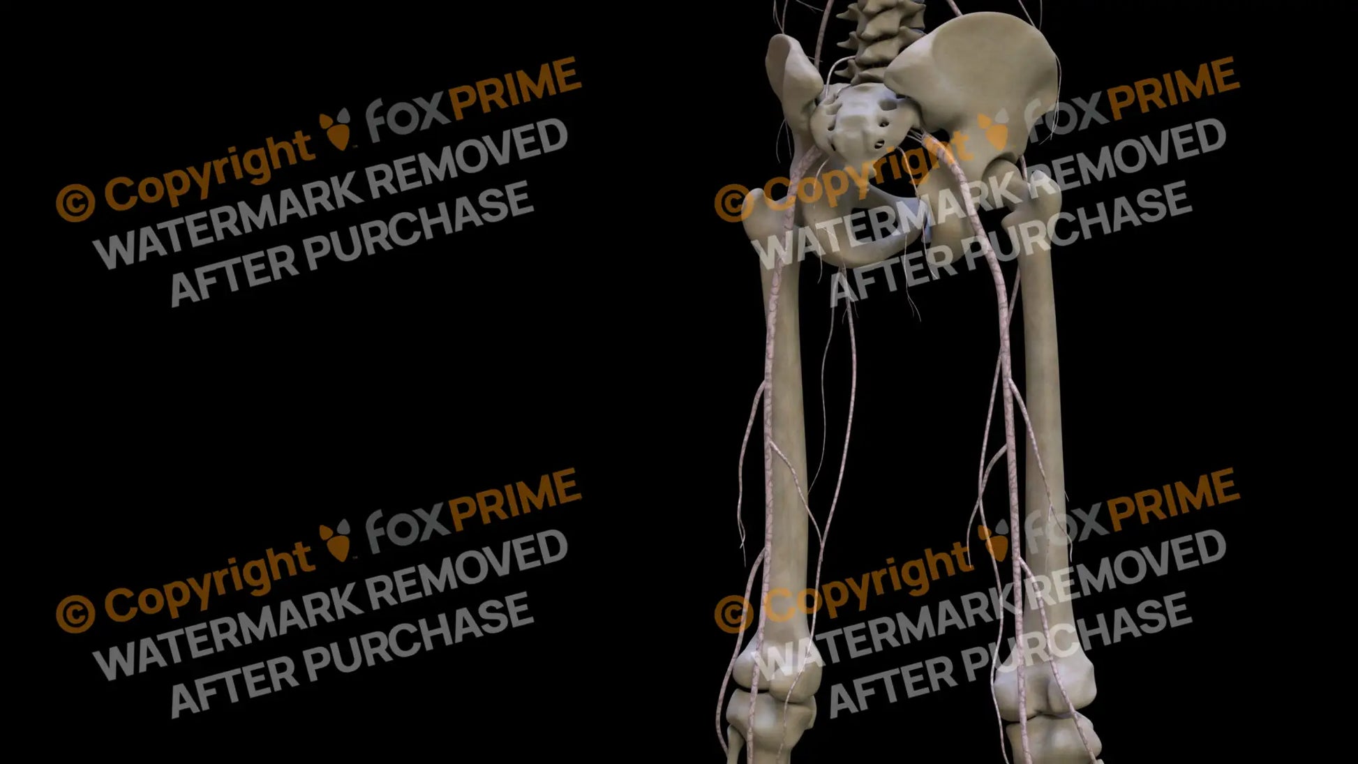 Nervous System Nerves Lumbosacral Plexus Right 5 Still Shot