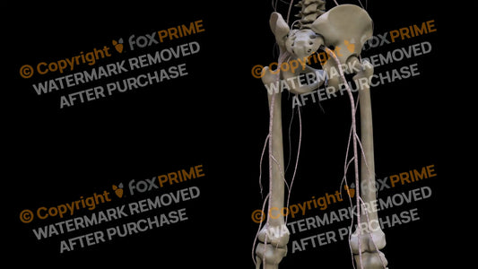 Nervous System Nerves Lumbosacral Plexus Right 5 Still Shot