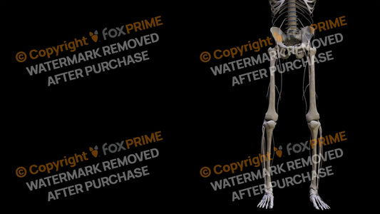 Nervous System Nerves Lumbosacral Plexus Right 7 Still Shot